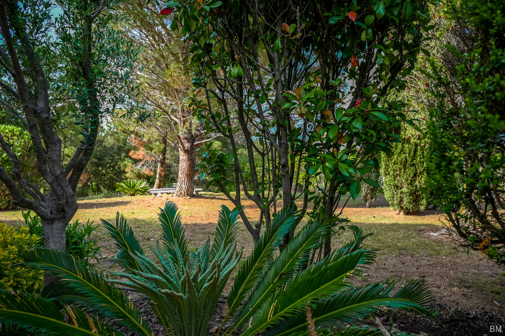 Tuin met pijnbomen en volwassen beplanting